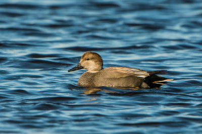 Brazoria NWR 1-10-16 0212-0012.jpg