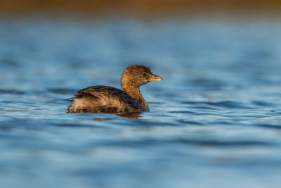 Brazoria NWR 1-10-16 0218-0013.jpg