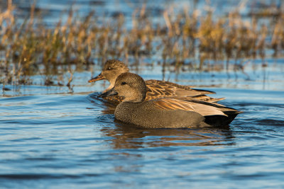 Brazoria NWR 1-10-16 0196-0011.jpg