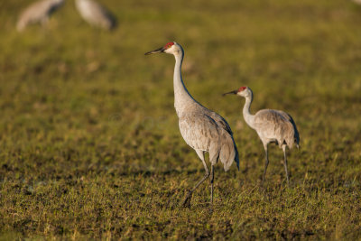 Brazoria NWR 1-10-16 0299-0019.jpg