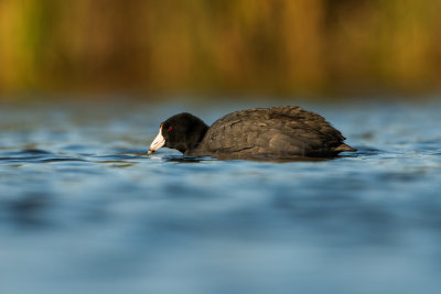 Brazoria NWR 1-10-16 0245-0015.jpg