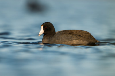 Brazoria NWR 1-10-16 0251-0016.jpg