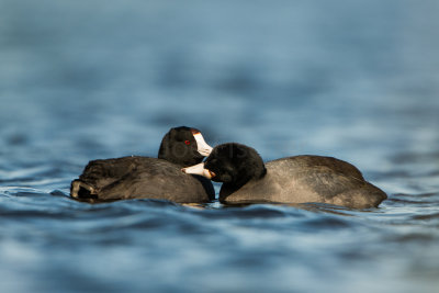 American Coot