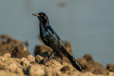 Boat-Tailed Grackle