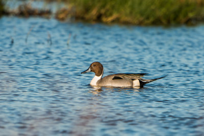 Brazoria NWR 1-3-16 0355-0053.jpg