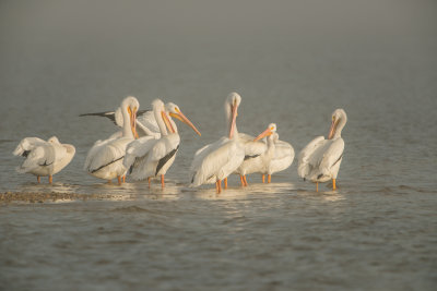American White Pelican