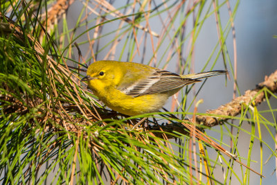 Pine Warbler