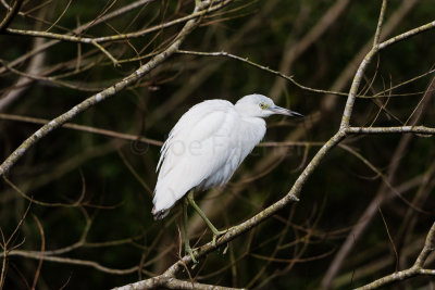 Little Blue Heron