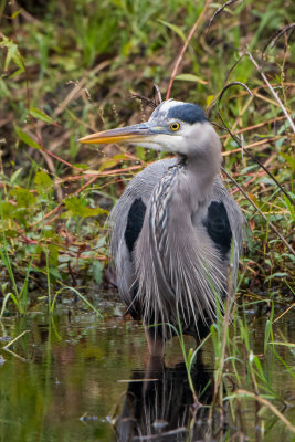 Great Blue Heron