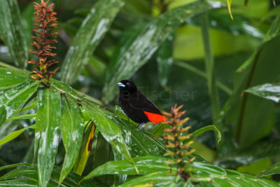 Rancho Naturalista CR 1-24-16 0195-0087.jpg