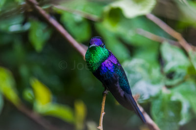 Rancho Naturalista CR 1-24-16 0220-0097.jpg