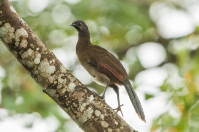 Rancho Naturalista CR 1-24-16 0302-0116.jpg