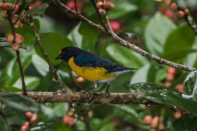Rancho Naturalista CR 1-24-16 0424-0157.jpg