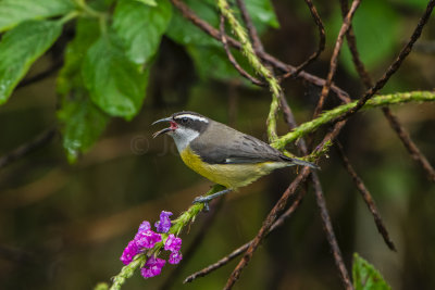 Rancho Naturalista CR 1-24-16 0508-0182.jpg