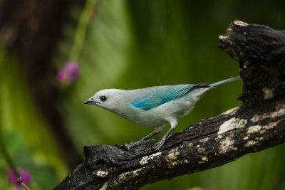 Rancho Naturalista CR 1-24-16 0578-0207.jpg