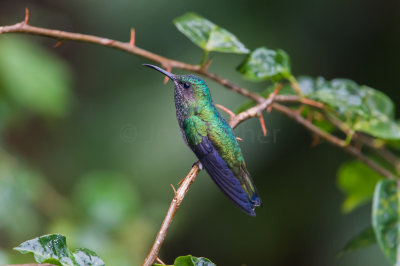 Rancho Naturalista CR 1-24-16 0008-0027.jpg