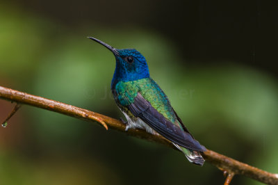 Rancho Naturalista CR 1-24-16 0605-0218.jpg