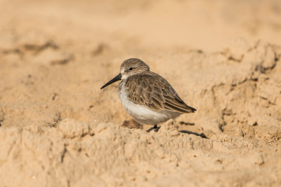 Western Sandpiper