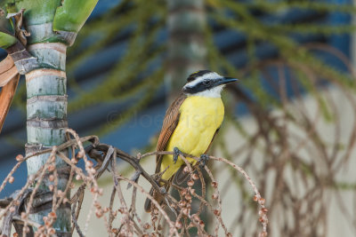 Great Kiskadee