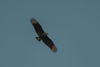 Black Vulture