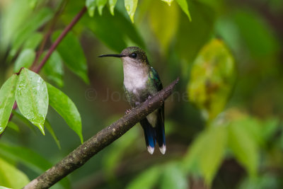 Crowned Woodnymph