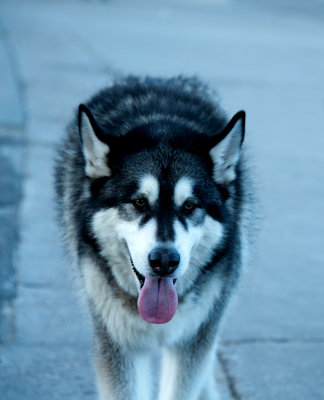 Stray Dogs Street Dogs or Simply Dogs