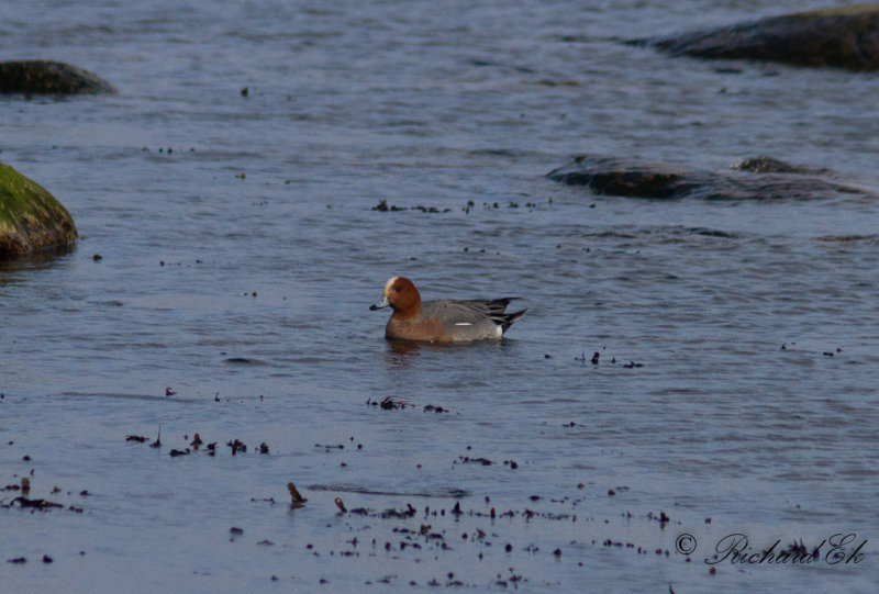 Blsand - Eurasian Widgeon (Anas penelope)