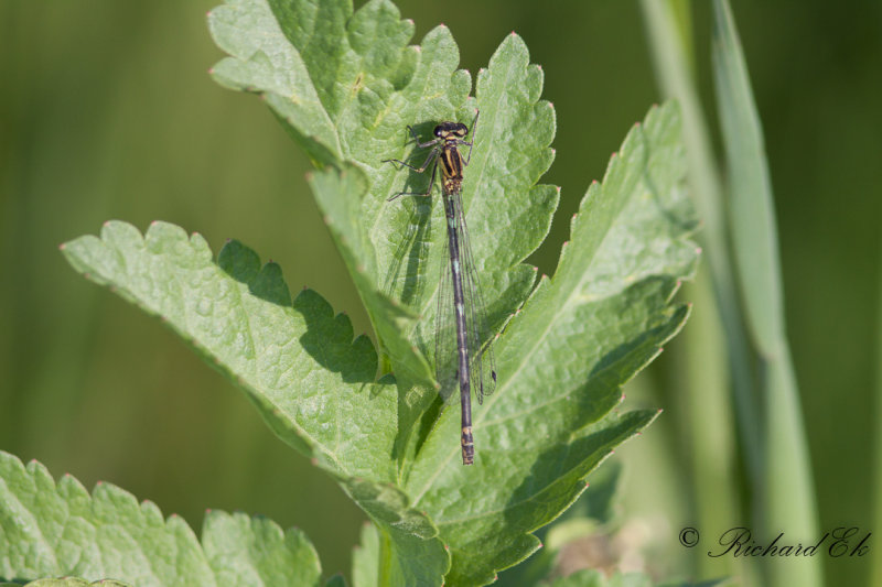 Ljus lyrflickslnda - Azure Damselfly (Coenagrion puella)