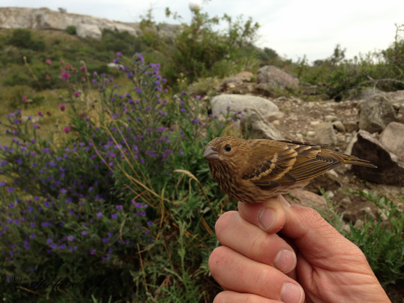 Rosenfink - Common Rosefinch (Carpodacus erythrinus)