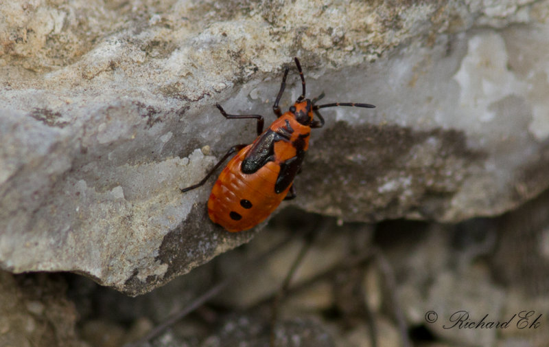 Riddarskinnbagge - Black-and-Red-bug (Lygaeus equestris)