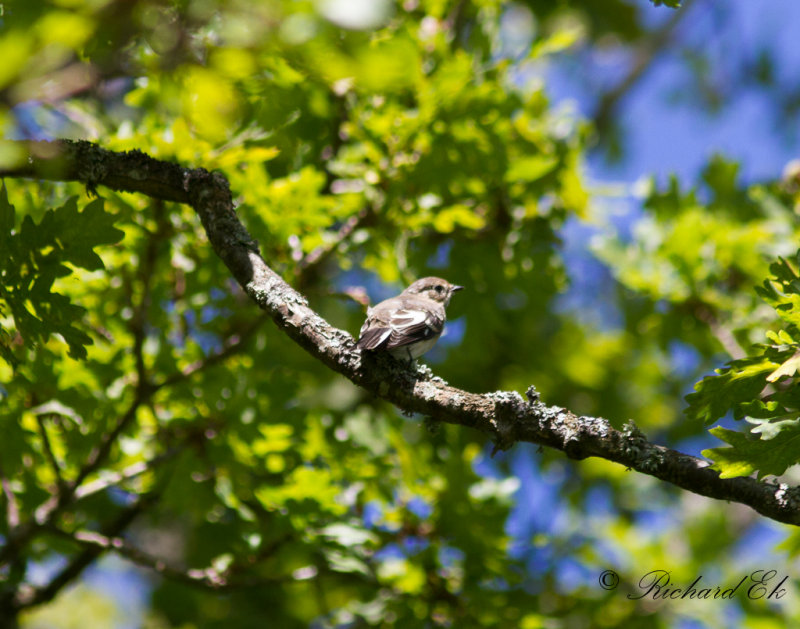 Halsbandsflugsnappare - Collared Flycatcher (Ficedula albicollis)