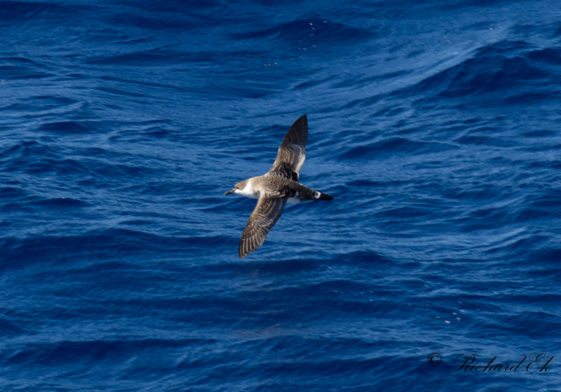 Strre lira - Great Shearwater (Puffinus gravis)