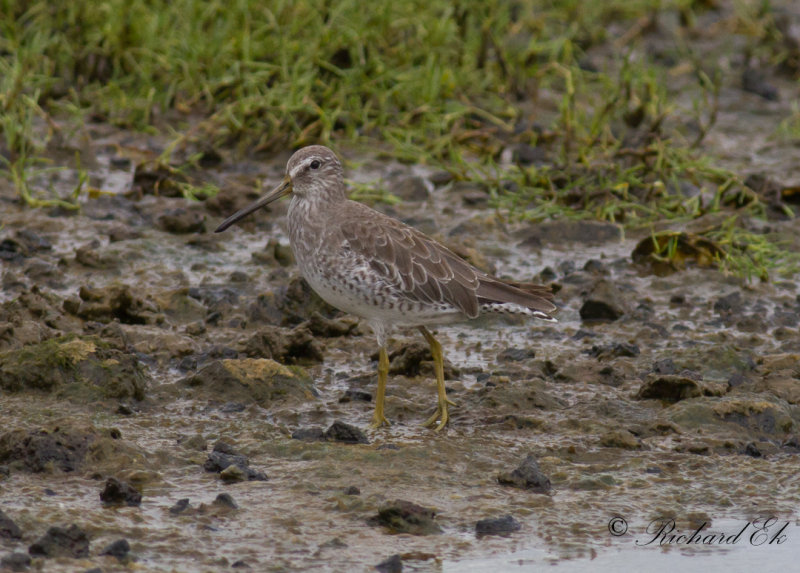 Mindre beckasinsnppa - Short-billed dowitcher (Limnodromus griseus)