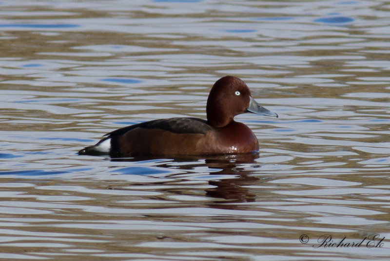 Vitgd dykand - Ferruginous Duck (Aythya nyroca)