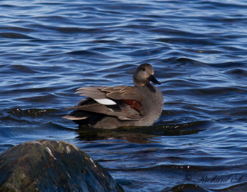 Snatterand - Gadwall (Anas strepera)