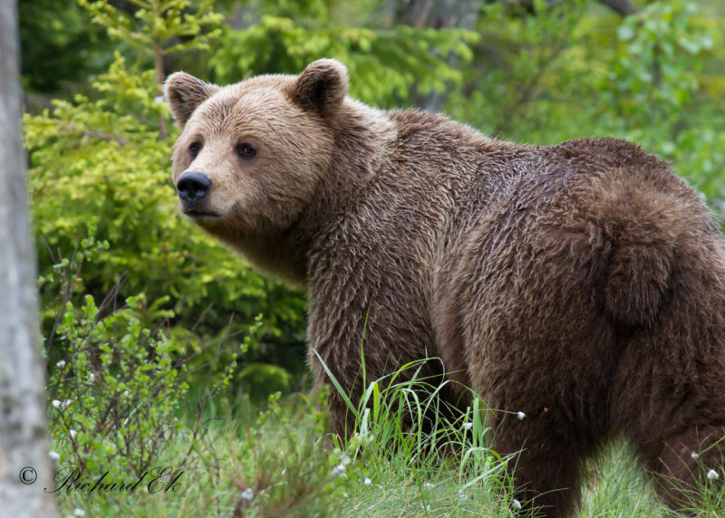 Brunbjrn - Brown Bear (Ursus arctos)