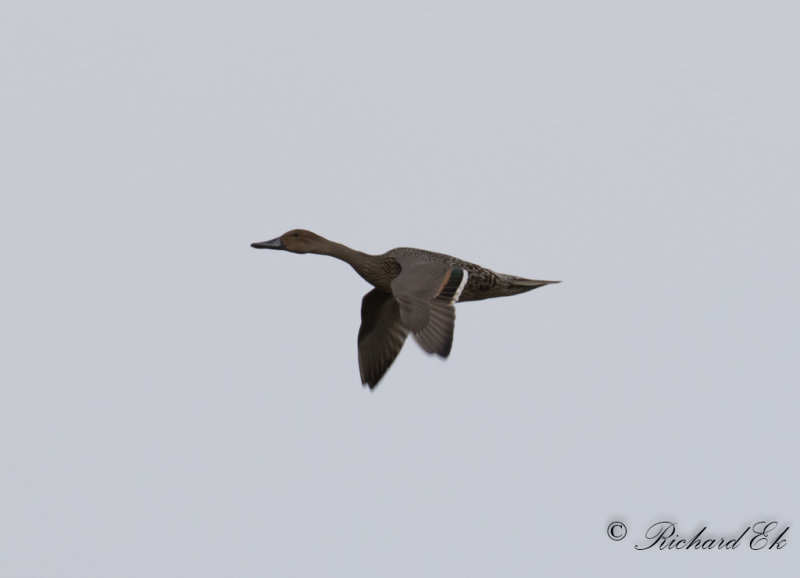 Stjrtand - Northern Pintail (Anas acuta)
