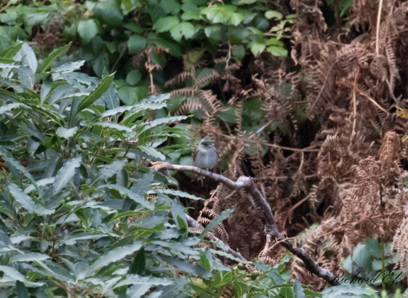 stpivi - Eastern Wood Pewee (Contopus virens)
