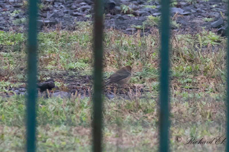 Indigosparv - Indigo Bunting (Passerina cyanea)