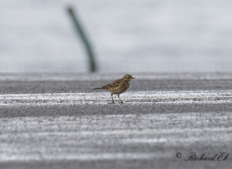 Amerikansk piplrka - Buff-bellied pipit (Anthus rubescens)
