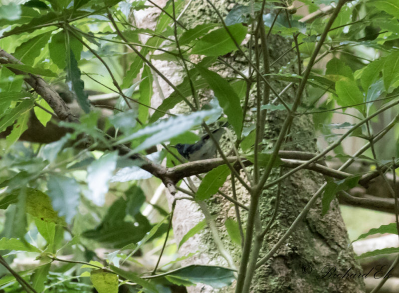 Blryggad skogssngare - Black-throated Blue Warbler (Setophaga caerulescens)