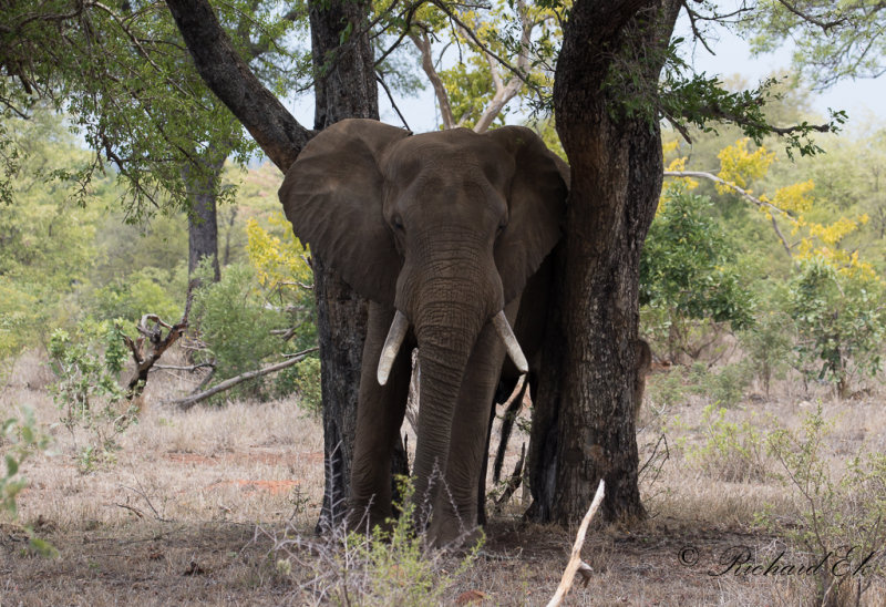 Afrikansk elefant - African Elephant (Loxodonta africana)