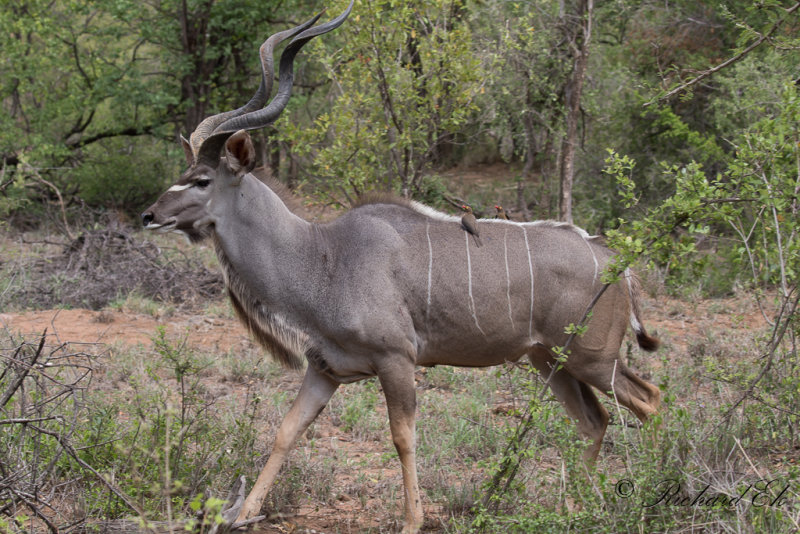 Strre kudu - Greater Kudu (Tragelaphus strepsiceros)