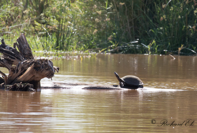 East African Serrated Mud Turtle (Pelusios sinuatus)