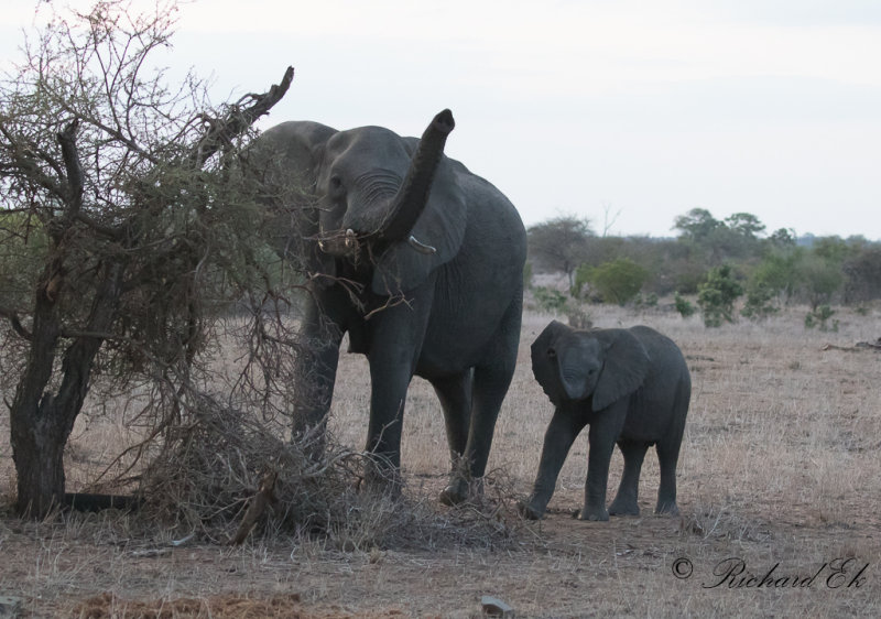 Afrikansk elefant - African Elephant (Loxodonta africana)