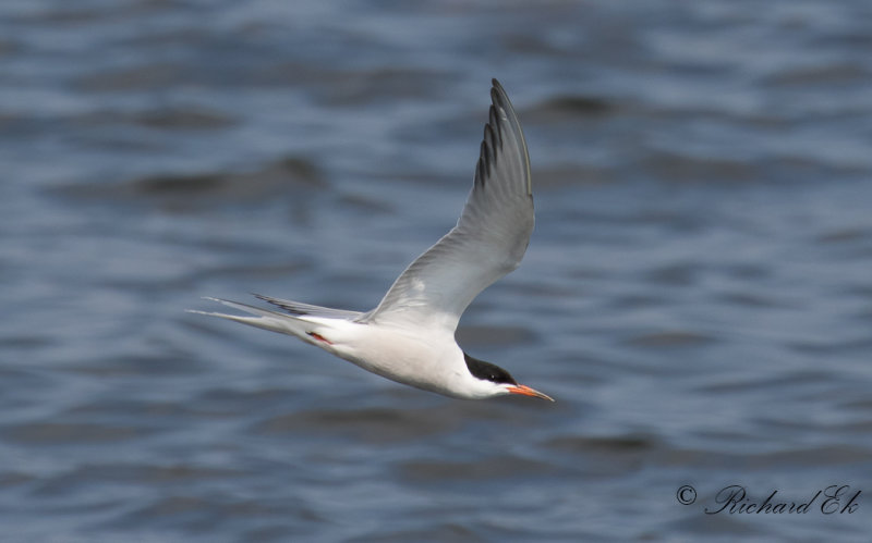 Fisktrna - Common Tern (Sterna hirundo)