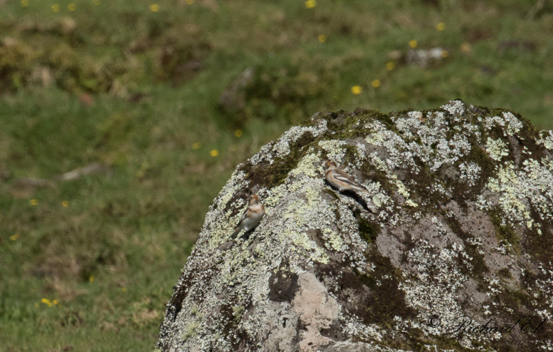 Snsparv - Snow Bunting (Plectrophenax nivalis)