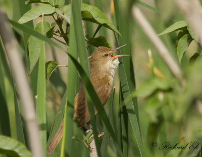Papyrussngare - Clamorous Reed Warbler (Acrocephalus stentoreus )