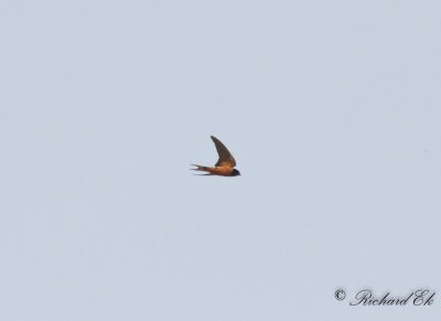 Ladusvala - Barn Swallow (Hirundo rustica transitiva)