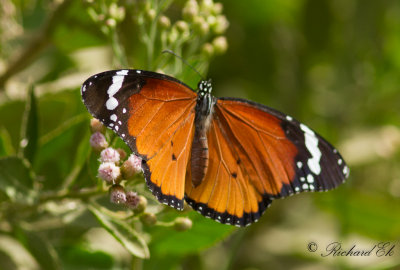 Mindre monark - African Monarch (Danaus chrysippus)